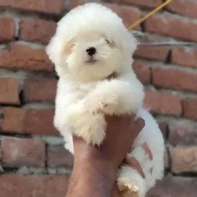 Maltese Price in Hyderabad | Maltese Puppies for sale in Hyderabad