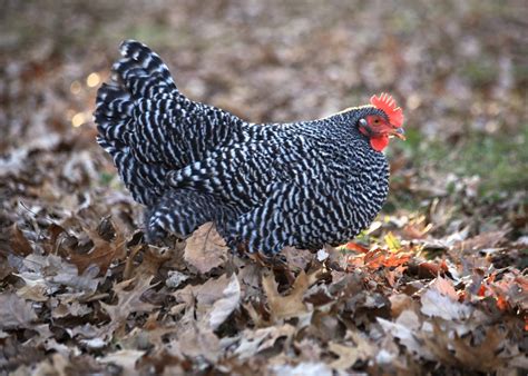 Barred Rock Chickens For Sale | Cackle Hatchery®