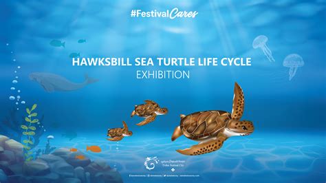 HAWKSBILL SEA TURTLE LIFE CYCLE EXHIBITION on Behance