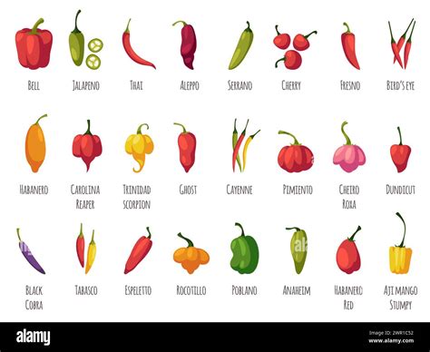 Pepper varieties. Hot spicy, sweet, mild tastes, vegetables cultivars ...