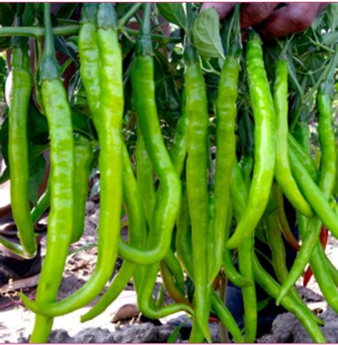 Chilli F1 Hybrid Seeds Long(मिर्च) High Yielding Variety – GardeningCentre
