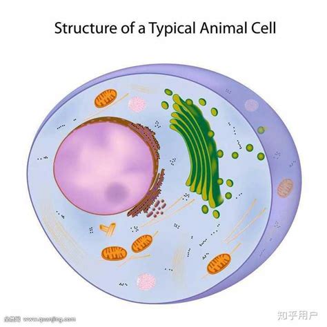 细胞的结构与功能（三）