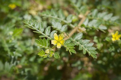 Image result for Tribulus