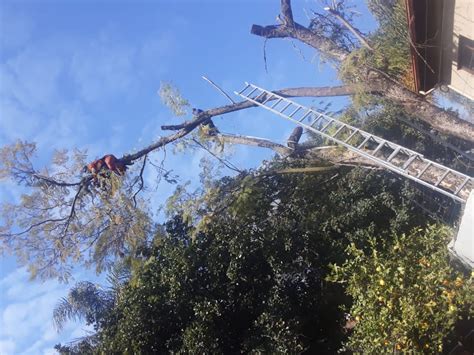 Image result for Tree Felling Injury