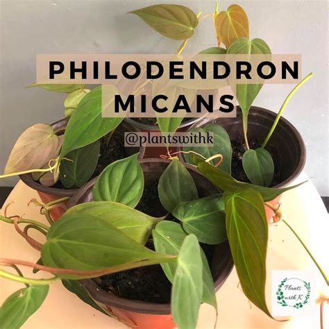 Philodendron Micans, Velvet Leaf, Philo micans, Trailing plant, Gift ...