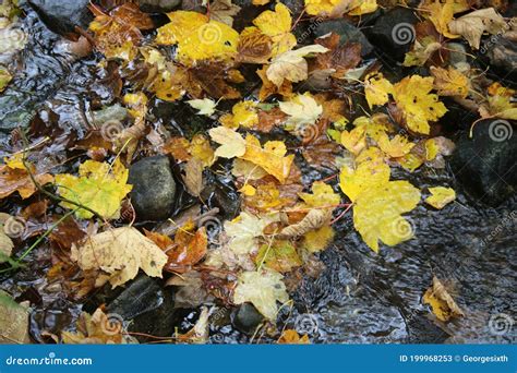 Autumn Colors on Leaves Floating in Small Stream Stock Image - Image of ...