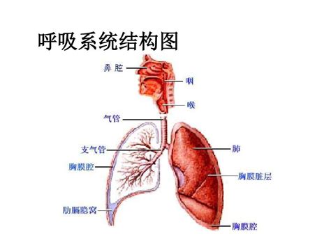 呼吸系统疾病用药知识(1)_word文档在线阅读与下载_免费文档