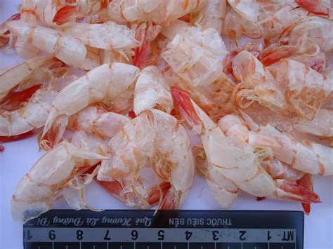 Image result for Shrimp Shell