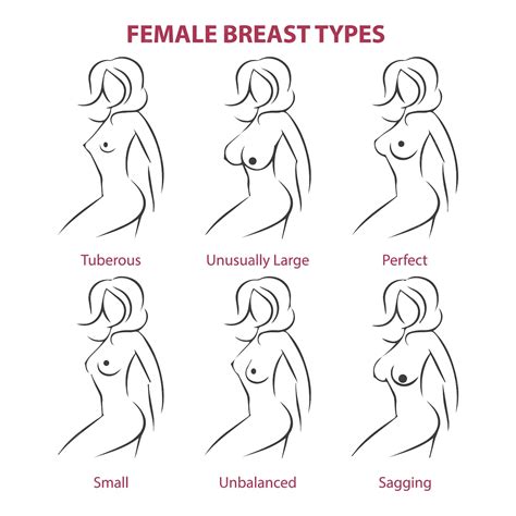 Premium Vector | A poster that says female breasts and other types of ...