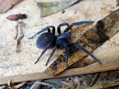 Badumna insignis (Black House Spider) – Ausemade