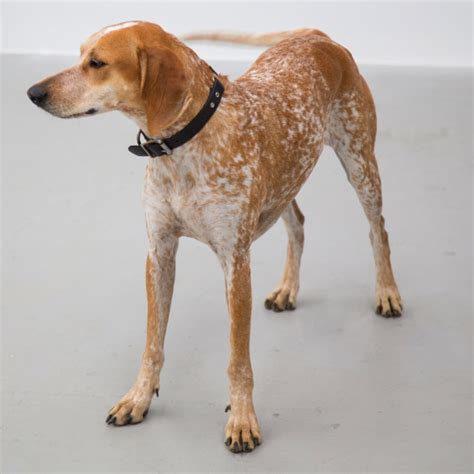American English Coonhound Mix