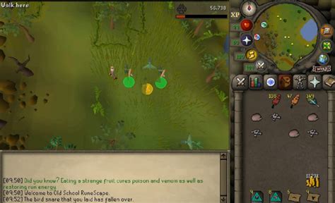 OSRS Hunter Guide - The Smarter Way To 99 Using AI Botting (Earn 1.2M+/hr)
