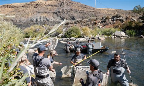 Lahontan cutthroat trout were once wiped from Tahoe. Scientists have ...
