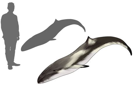 Sausage whale. A man sized cetotheriid descended from pygmy right ...
