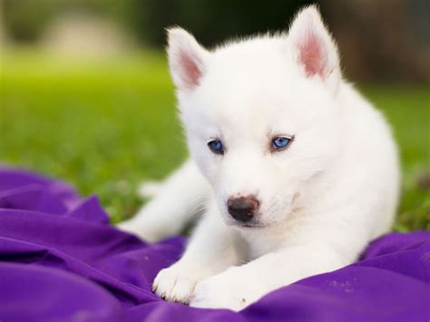 All White Husky Puppies