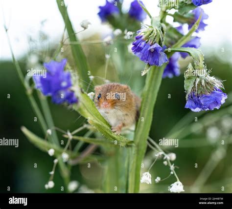 Eurasian Harvest Mouse (Micromys minutus) climbing plants including ...