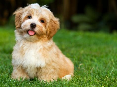 Havanese for sale