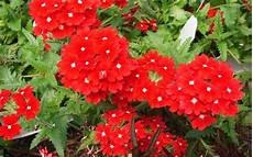 fiori perenni da vaso fiori da giardino perenni fare giardinaggio fiori perenni fiori perenni da vaso fiori da giardino perenni fare giardinaggio fiori perenni