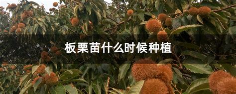 板栗树适合什么地区种植-种植技术-中国花木网