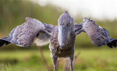 From Canoes, Fishermen Guard Africa's Famous Shoebills Against Poachers | Audubon