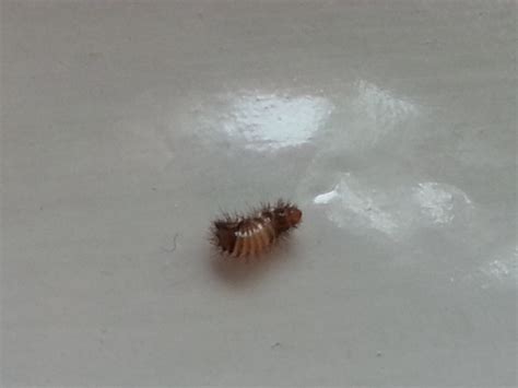 What kind of bug is this that I found on my bed? (hardwood floors ...