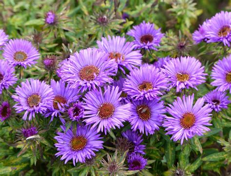 5 Resilient Perennials Perfect for Poor Soil Conditions