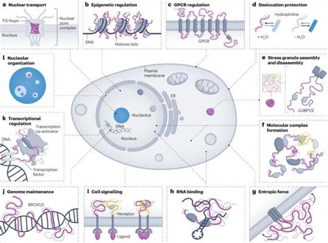 Cellular Function 的图像结果