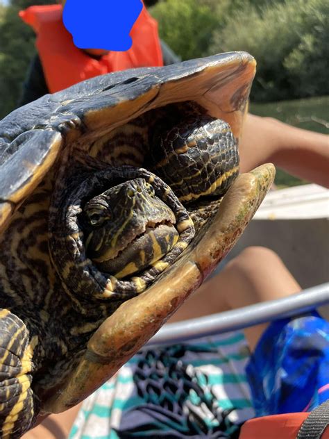 Huge Turtle ID : r/turtle