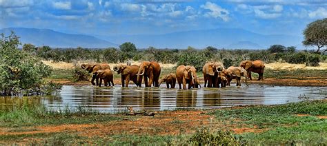 Free Images : landscape, nature, wilderness, wildlife, herd, pasture, grazing, ranch, savanna ...