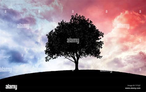 Image result for Dramatic Tree Images