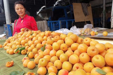 2块钱一斤黄杏没人买 一块五油桃被抢购 北方大集水果价格很重要