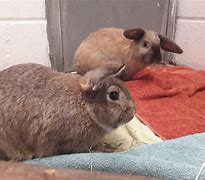 Image result for Rabbits Abandoned