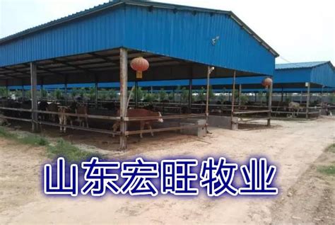 新疆养牛场 西门塔尔母牛犊子价格 要紫红花净脸的 吉林省 阳光-食品商务网