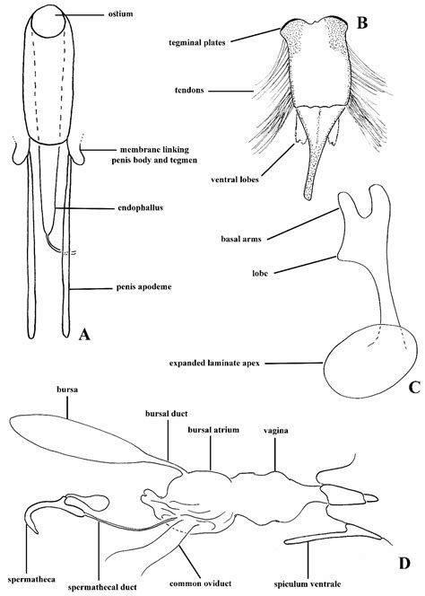 Anchonini in Africa: New Species and Genus Confirming a Transatlantic ...