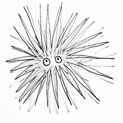 Drawing Salve Sea Urchin at Patricia Burns blog