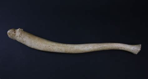- Antique Whalebone Walrus Penis - Rafael Osona Auctions Nantucket, MA