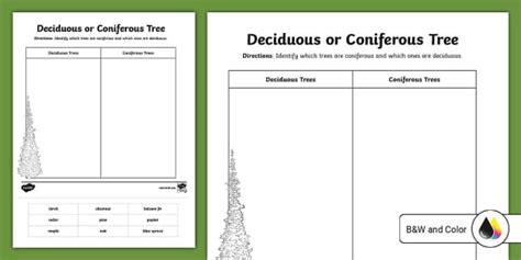 Deciduous or Coniferous: Tree Sorting Activity - Twinkl