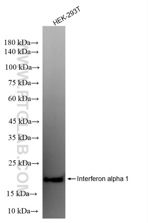 Interferon alpha 1/IFNA1 antibody (83684-6-RR) | Proteintech