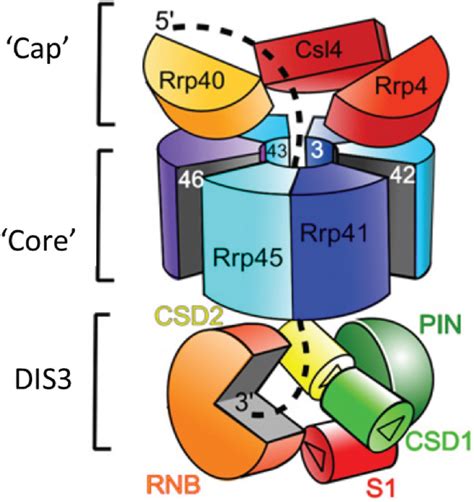 Biomolecules | Special Issue : RNA-Binding Proteins—Structure, Function ...