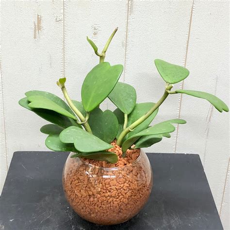 Image result for Predictive Model Development