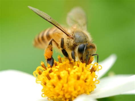 夢見蜜蜂是什麼意思 做夢夢到蜜蜂好不好_關於解夢