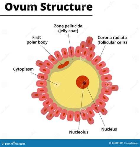 Ovum Structure. Morphology Of The Ovule. Cartoon Vector | CartoonDealer.com #248161831