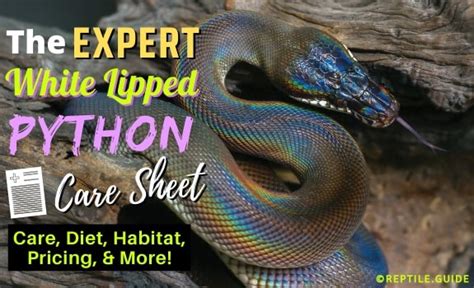 Image result for White Python Pet