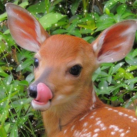 animal pictures aesthetic