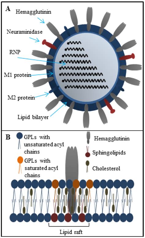Viruses | October 2015 - Browse Articles