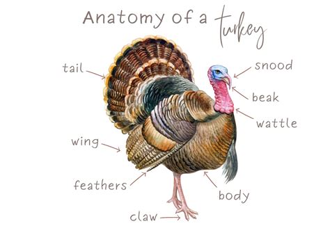 Turkey External Anatomy at Arthur Dwyer blog
