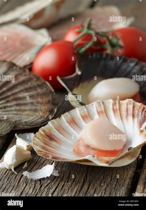 Image result for Scallop Shell Inside