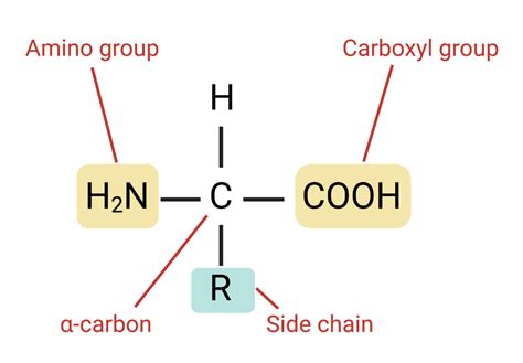 Biomolecules And Their Types | Science Vision