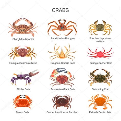 Types Of Crabs Images at Cameron Silcock blog