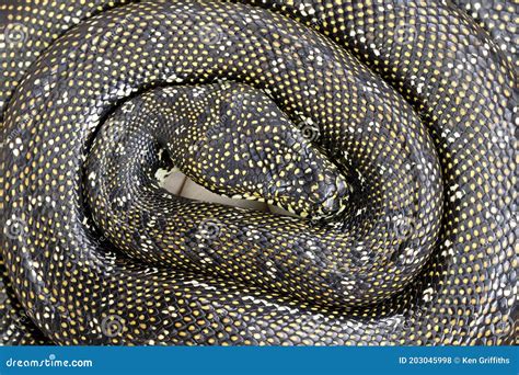 Image result for Python Laying Eggs